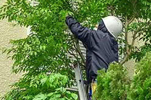 市町村からの苦情での伐採作業