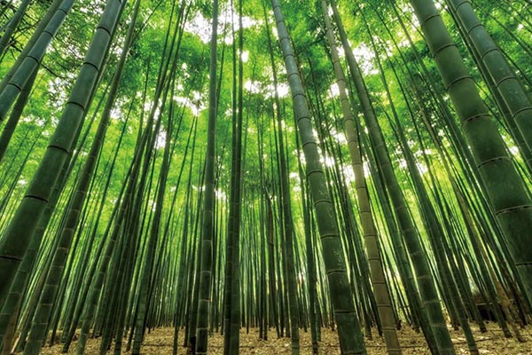 竹林伐採 除根 伐根作業