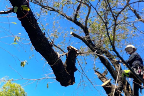 大木きり 大木伐採 除根