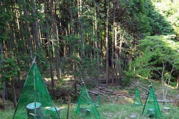 雑木林伐採 除根 伐根作業